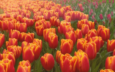 Brilliant Blooming Europe hosted by Uli (April 2026)